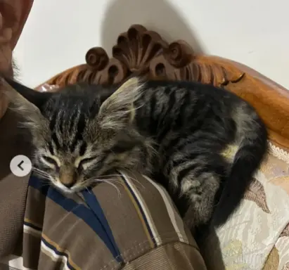 Maine Coon kotki 7
