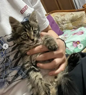 Maine Coon kotki 8