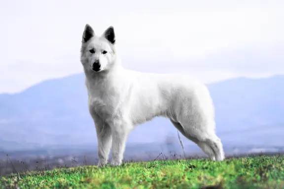 Biały Owczarek Szwajcarski ♥RODOWÓD FCI♥WYBITNE POCHODZENIE♥ 5