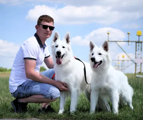 Biały Owczarek Szwajcarski ♥RODOWÓD FCI♥WYBITNE POCHODZENIE♥ 10