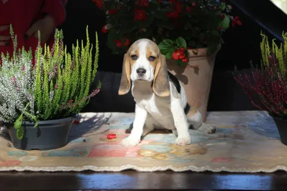 Beagle - szczeniaczki ZKwP po Championie PL. 2