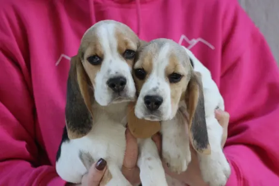 Beagle - szczeniaczki ZKwP po Championie PL. 1
