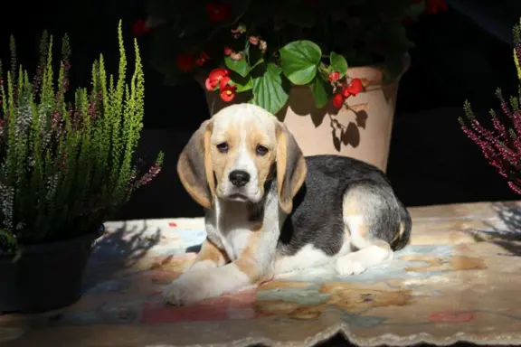 Beagle - szczeniaczki ZKwP po Championie PL. 4