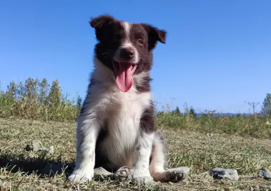 Wspaniały Pies FAZI - BORDER COLLIE z pełną dok. super rodzi 1