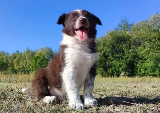 Wspaniały Pies FAZI - BORDER COLLIE z pełną dok. super rodzi 2