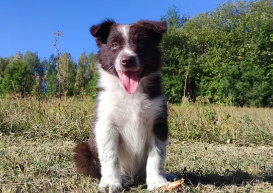 Wspaniały Pies FAZI - BORDER COLLIE z pełną dok. super rodzi 3