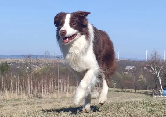 Wspaniały Pies FAZI - BORDER COLLIE z pełną dok. super rodzi 4