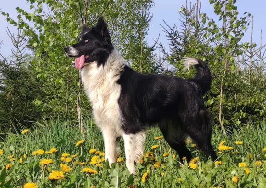 Wspaniały Pies FAZI - BORDER COLLIE z pełną dok. super rodzi 6