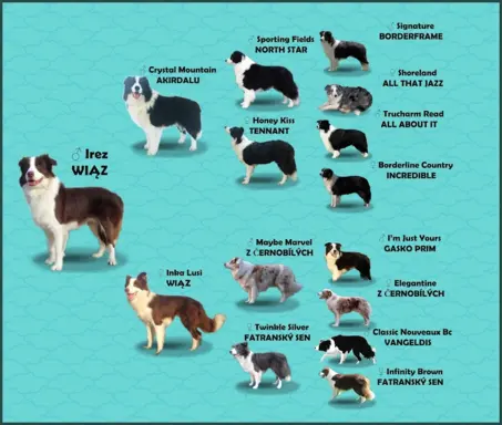Wspaniały Pies FAZI - BORDER COLLIE z pełną dok. super rodzi 5