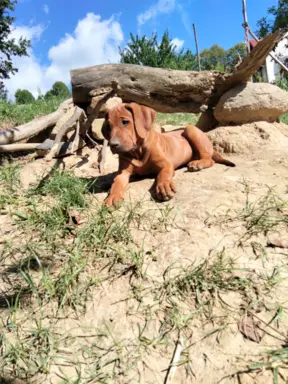 Rhodesian Ridgeback FCI - Spirit of Africa - miot 2026 - Uma 1
