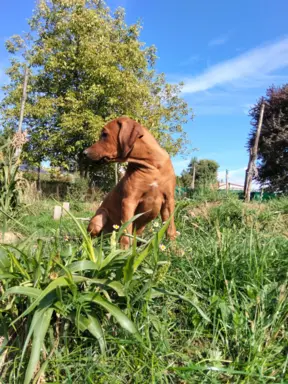 Rhodesian Ridgeback FCI - Spirit of Africa - miot 2026 - Uma 4