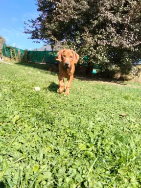 Rhodesian Ridgeback FCI - Spirit of Africa - miot 2026 - Uma 2