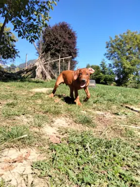 Rhodesian Ridgeback FCI - Spirit of Africa - miot 2026 - Uma 3