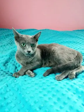 Kotka rosyjska niebieska do płatnej adopcji 2