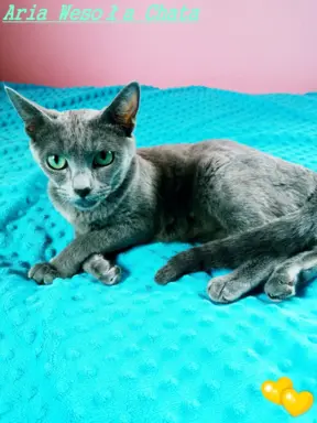 Kotka rosyjska niebieska do płatnej adopcji 1
