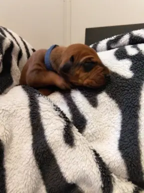 Szczenięta Rhodesian Ridgeback FCI — miot „Serce Afryki” 1
