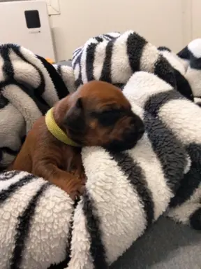Szczenięta Rhodesian Ridgeback FCI — miot „Serce Afryki” 2