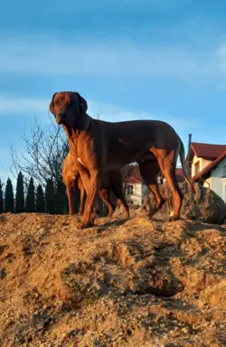 Szczenięta Rhodesian Ridgeback FCI — miot „Serce Afryki” 3