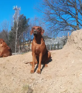 Szczenięta Rhodesian Ridgeback FCI — miot „Serce Afryki” 4