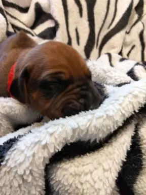 Szczenięta Rhodesian Ridgeback FCI — miot „Serce Afryki” 5