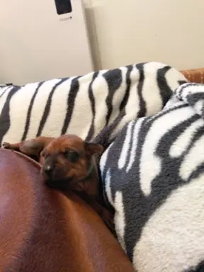 Szczenięta Rhodesian Ridgeback FCI — miot „Serce Afryki” 6