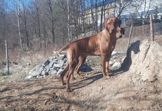 Szczenięta Rhodesian Ridgeback FCI — miot „Serce Afryki” 7