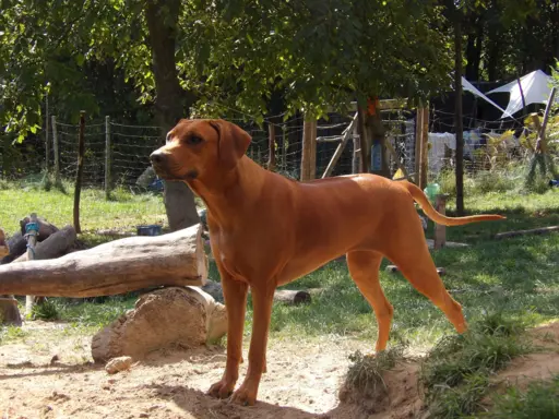 Szczenięta Rhodesian Ridgeback FCI — miot „Serce Afryki” 8