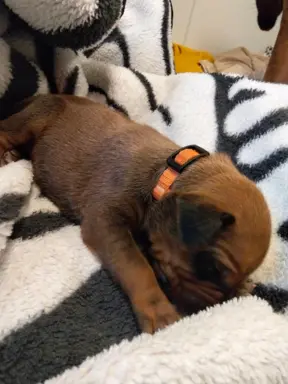 Szczenięta Rhodesian Ridgeback FCI — miot „Serce Afryki” 9