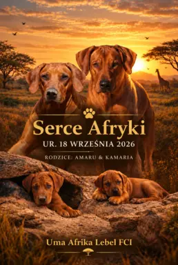 Szczenięta Rhodesian Ridgeback FCI — miot „Serce Afryki” 10