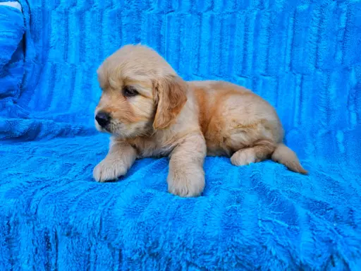 Golden Retriever - złoty szczeniak 2