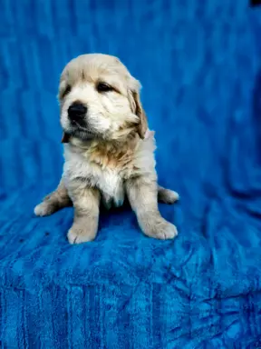 Golden Retriever - złoty szczeniak 3
