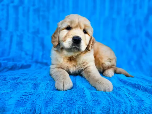 Golden Retriever - złoty szczeniak 4