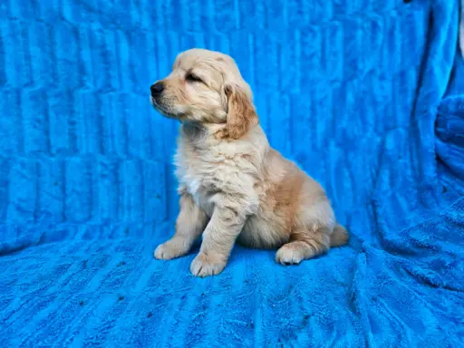 Golden Retriever - złoty szczeniak 5