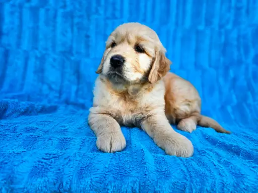 Golden Retriever - złoty szczeniak 6