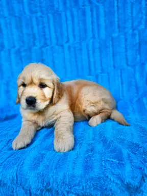 Golden Retriever - złoty szczeniak 7