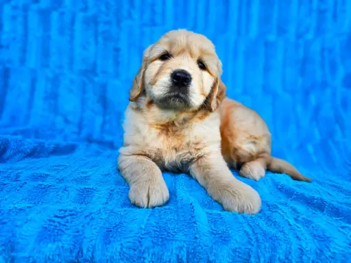 Golden Retriever - złoty szczeniak 8
