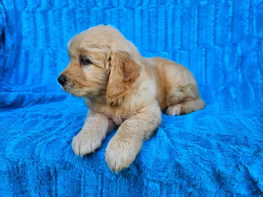Golden Retriever - złoty szczeniak 1
