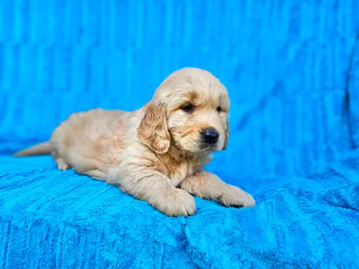 Golden Retriever - złoty szczeniak 9