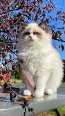 Kotki Ragdoll 1