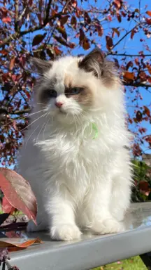 Kotki Ragdoll 2