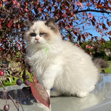 Kotki Ragdoll 3