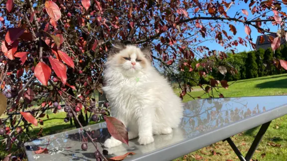 Kotki Ragdoll 4