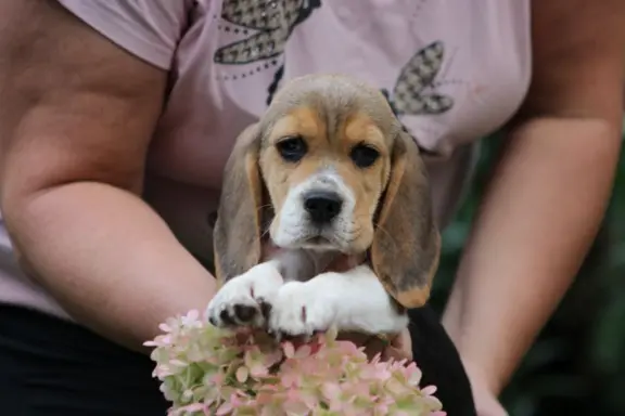 Beagle Panny do wzięcia  ZKwP/FCI  po Champione Polski 4