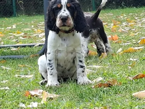Springer Spaniel Angielski ZKwP 1