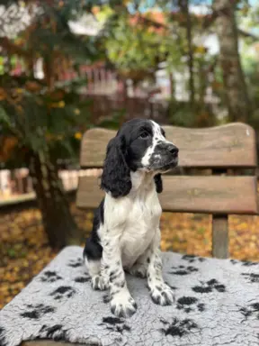 Springer Spaniel Angielski ZKwP 2