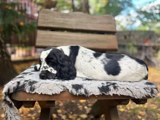 Springer Spaniel Angielski ZKwP 3