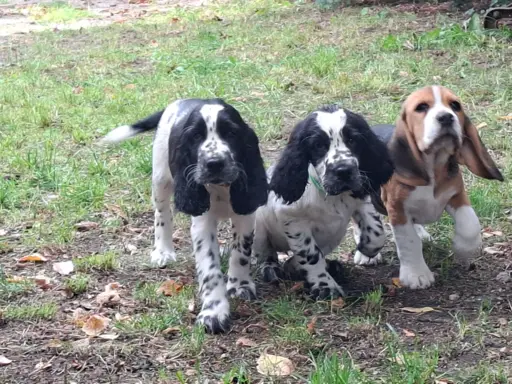 Springer Spaniel Angielski ZKwP 6