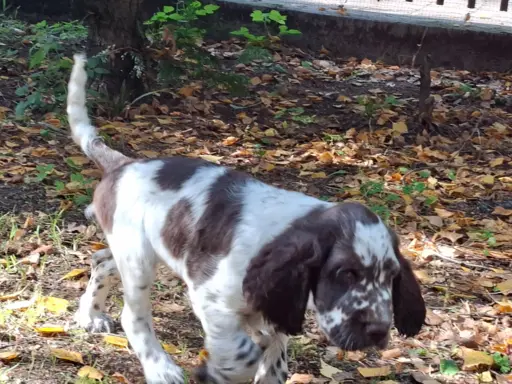 Springer Spaniel Angielski ZKwP 7