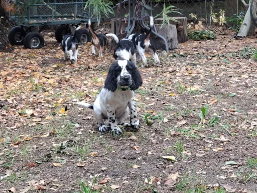 Springer Spaniel Angielski ZKwP 8