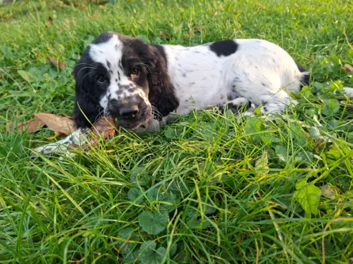 Springer Spaniel Angielski ZKwP 9